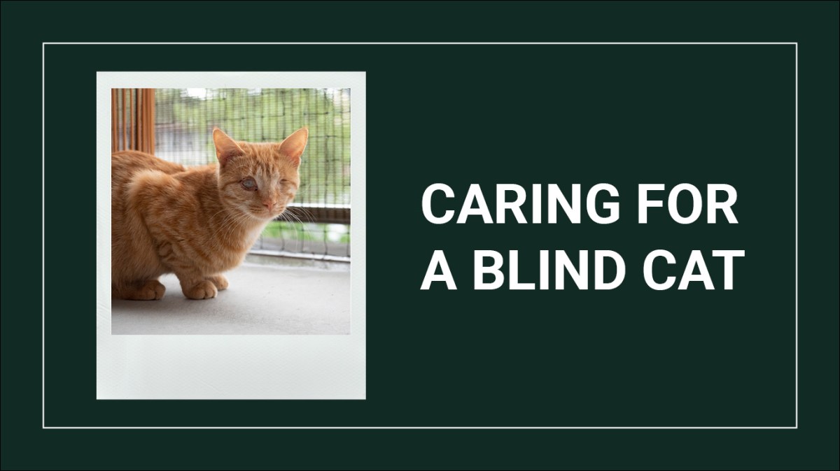 How to care for a blind&nbsp;cat