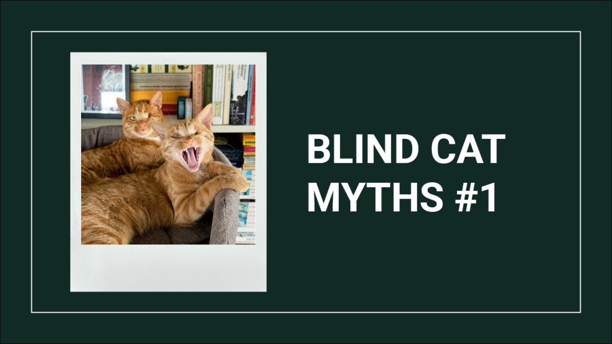 Blind cat myths: the confused blind&nbsp;cat